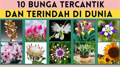 Sertifikat, penghargaan, tanda, atau dokumen yang dipajang di Bunga Tercantik Di Dunia pentingnya tapping practice rutin untuk pemain tanpa sinyal