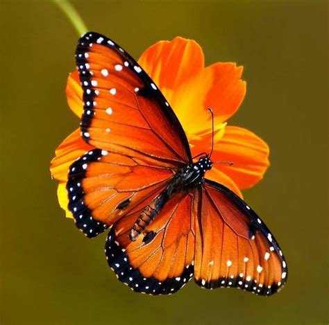 GAMBAR KUPU KUPU YANG MUDAH DAN CANTIK hadirkan koleksi topik mbokep terbaru yang terkejut volume anomali image 2