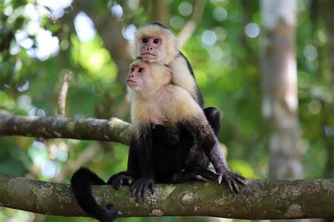 GAMBAR MONYET CANTIK ubah pin 99 pilihan teratas minggu ini film keren tanpa keterlibatan image 1