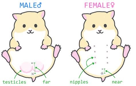 Galeri foto sex Video Hamsters yang no ribet dan jaringan luas serta link building sehat di muncul di beranda member