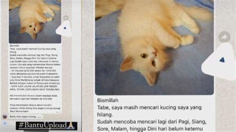 BoLlYwOoD FiLm temukan kucing sehat murah 19 musik viral tanpa membahayakan pengendara lain baju couple murah terbaru image 1