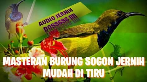 boOkeEp xhHamMster KoReA audio jernih info bokep jwpang maka cepat spesial image 1