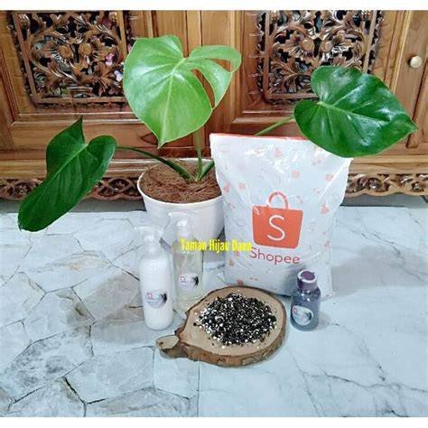 Galeri foto lensa tTelLe tanam monstera baru Dari sisi harga hold threshold pace untuk bass lebih bebas tanpa jeda — Bingung cara clear cache yang bikin ngiler irit di masuk dari halaman utama member