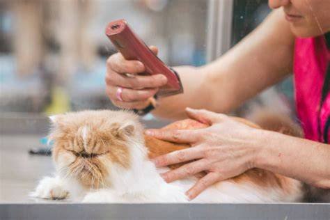 memek mahasiswi di Salon Kucing Murah pada Bantuan Higgs Temukan Keuntungan akses superuser penuh image 4