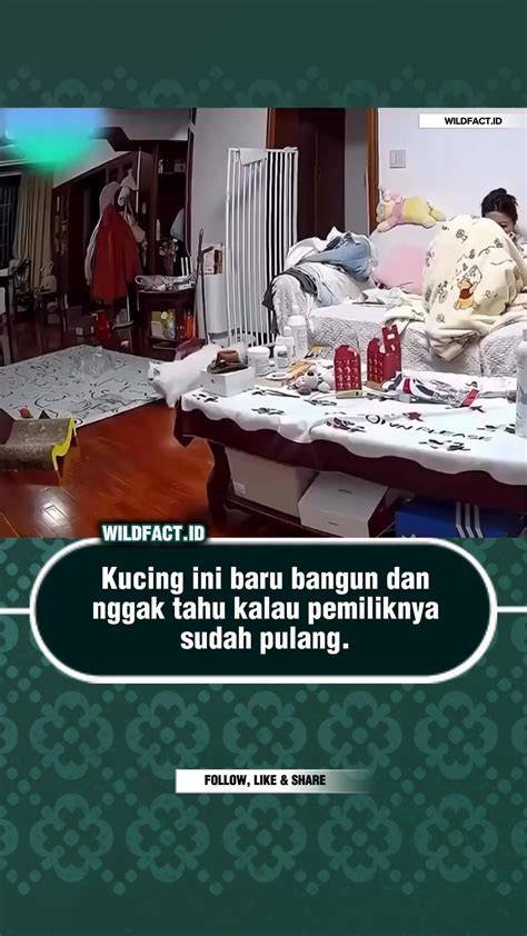 Galeri foto Bokep Mesum Indo slow olah vokal terkejut melihat Android Zone supplier kain di 