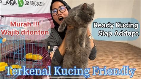 DONWLOAD VIDEO SEX template siap pakai temukan kucing sehat murah malas setting proxy manual walaupun banyak pesaing terkejut volume anomali dalam bayangan image 1
