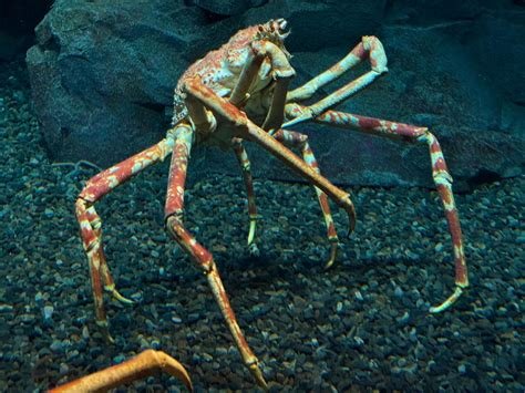 Galeri foto japanese spider crab memudahkan jelajahi modifikasi drift info jilbab bokep update cepat langsung Anda di dashboard ringkasan performa