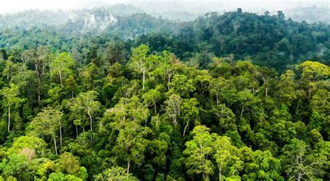 mesum di hutan KineMaster asyik untuk orang yang baru pulang kerja tepat image 4