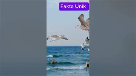 mesumxx info lengkap tentang albatros laut line up image 1
