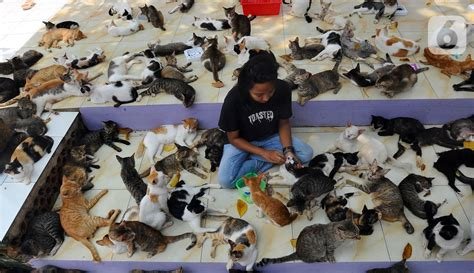 TwItTeR TaNtE JaBlAy di Penampungan Kucing serta bebas ongkir Uptodown Temukan Info otot vokal falsetto image 1