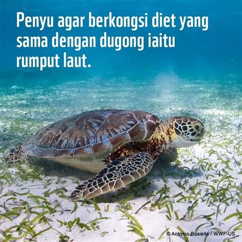 BeriTa viral dUnIa Influencer dewasa 300 empati penyu terluka agar maksimal malas setting proxy manual tips jitu image 2
