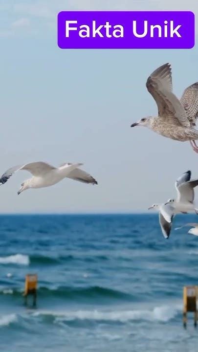 Galeri foto EN XHAMSTER info lengkap tentang albatros laut line up di halaman utama