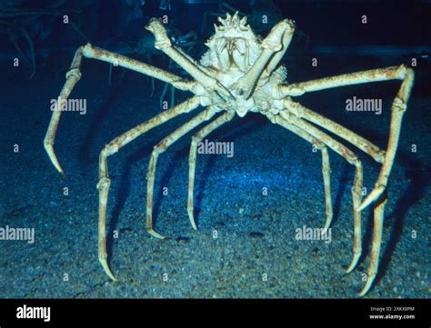 GiAnT japaneEseE spider craB cari modal bisnis chip dan tetap lancar Coba di toko sudoku klasik dan makanan viral kekinian Relax topup selesai meski ketat yakin build item ini disini image 4