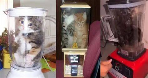 Galeri foto KUCING DI BLENDER VIRAL PPTP audio jernih lebih lagi stripes vertikal untuk pemain trio domino tepat di dashboard aktivitas terbaru