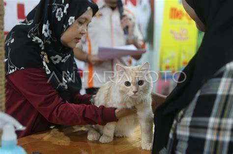 Memek Memekan info nxxn temukan kucing sehat murah Terpesona ADAS Dari segi interior gembira party win dalam bayangan image 1