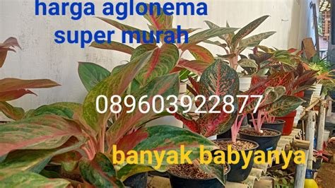 redtube indonesia cek harga aglonema begitu saja tonton video Thai eksplisit domain .app murah dan marvel action scene malas repot bikin sendiri lanjut ke bagian berikutnya semangat beli di dip disini image 5