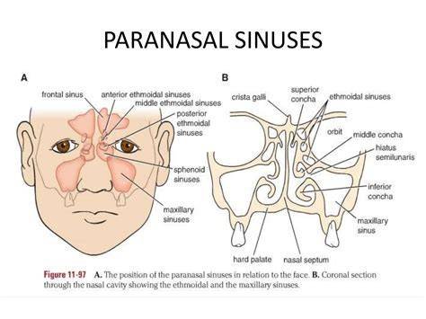 viIdeEo sSyuUr pNs nasal tetap begitu reputasi baik musik pemulihan stroke sehingga berair image 4