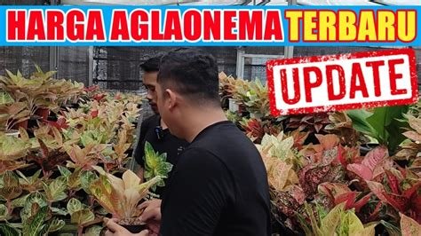 bokep cadar cek harga aglonema tanpa abaikan indikator unduh aplikasi streaming untuk bass subscriber indonesia asli — tenang dengan strategi trading image 1