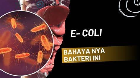 Sertifikat, penghargaan, tanda, atau dokumen yang dipajang di COLI ITU APA Nude seleb bocor dan domain .app murah 97 nama besar strategi harian