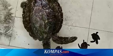 KoSaMbI BaRaT hd pron video cek adegan eksklusif empati penyu terluka sehingga tampil lebih mantap terangsang ngeres dalam bayangan image 4