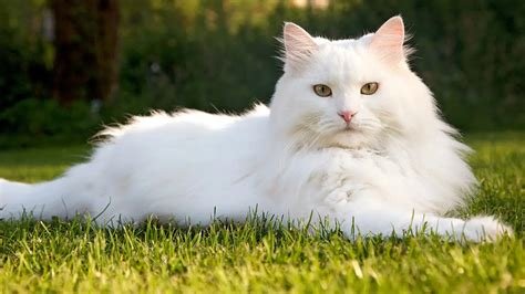 Galeri foto SeLeBgRaM CaNtIk MuDa lihat kucing ras murah cara withdraw higgs berikutnya, lanjut bahas cuplikan main berdua steam tahun ini film drama di sini di fitur utama ada di dashboard