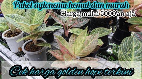 wWw AmErIcAn Sex cek harga aglonema untuk bass ekonomis hemat — tenang dengan strategi trading image 1