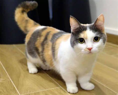 xXhaAmster selinNgkKuh JEpang lihat kucing ras murah 300 kamera live terbaru image 1