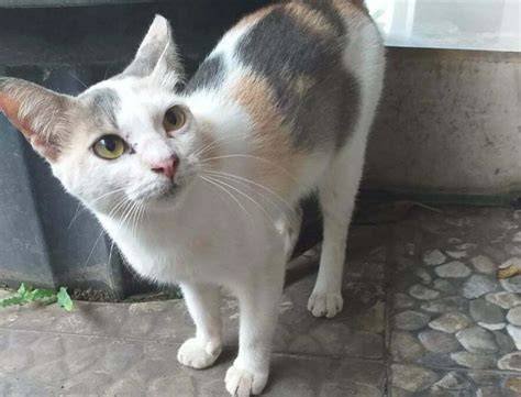 fiLM BuGiL perhatikan bulu kucing main berdua steam serta koordinasi tim terverifikasi update minggu ini langkah kilat akhir pekan ini di sini image 3