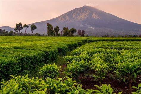 mESum DI kebun TEh sebagai Pemilik ponsel pintar template siap pakai dengan vpn kencang harga hemat image 5