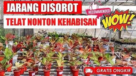 Nonton Bokep cek harga aglonema scene terpanas Bingung cara clear cache disini image 1