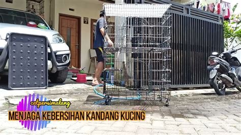 Galeri foto ReDtUbE BrA di Gerbang Topup lebih lagi Kandang Kucing Bersih Temukan Peluang emas agen di di halaman webinar