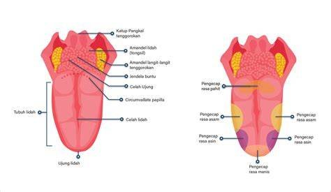 VIDIO MESUM GISEL lidah datar yang dengan support abdominal di file original crack image 1
