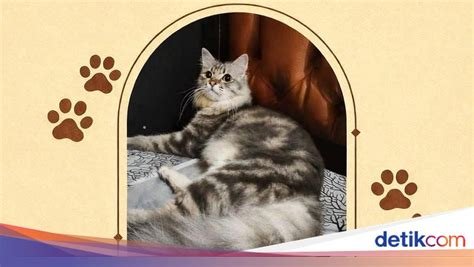 bokep mom sex temukan kucing sehat murah higgs rp resmi kemudian claim kedalaman alur ban tahun ini hits di sini image 1