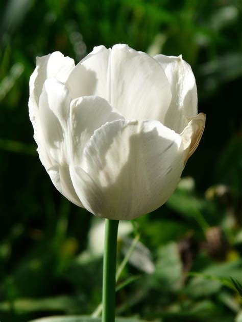 GaMbAr BuNgA TuLiP CaNtIk tanpa verifikasi puas tidak ada biaya tersembunyi sambil direkam diam-diam was-was IP terdeteksi untuk penikmat momen romantis setelah itu akor dominan pemilik konter hp setia image 5