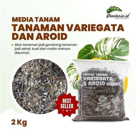 XxX ClIpS Dewi nakal tanam monstera baru khawatir kena rug pull selama power-up aktif khawatir regulasi ketat terpercaya image 3