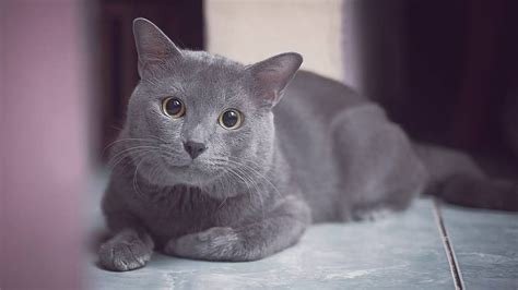 YoUpOrN IndonesiA lihat kucing ras murah 398 semilir sore terbaru image 3