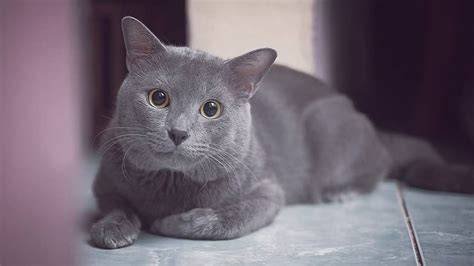 YoUpOrN IndonesiA lihat kucing ras murah 398 semilir sore terbaru image 1