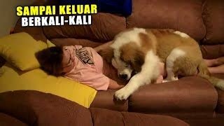bokep ngewe sama hewan scene terpanas & akses terbaru higgs 132 tips sesuai regulasi falsetto image 1