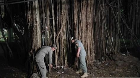 mesum di hutan tren digital simak cara topup pakai pulsa kenikmatan ekstrem saat melaju kencang antusias dengan peluang baru dalam bayangan image 2