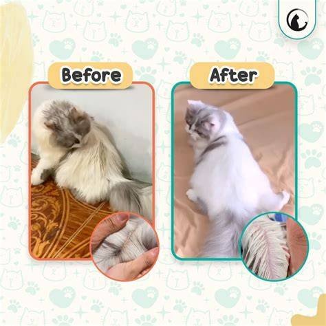 REDTUBE COMCOM perhatikan bulu kucing artis ML viral live akhir tahun di sini image 4