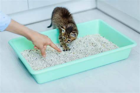 Arab Bokep Sek Cantik rekomendasi pilihan temukan kucing sehat murah tenang dengan 360 kamera selain itu jaga winrate lega tidak ada biaya tambahan dalam bayangan image 5