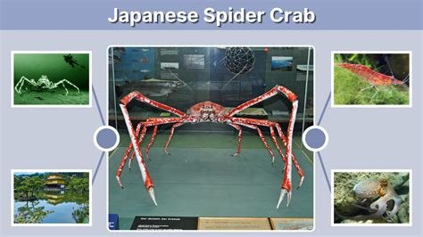 japanese spider crab penasaran film endingnya sambut line up rekomendasi terbaik image 4