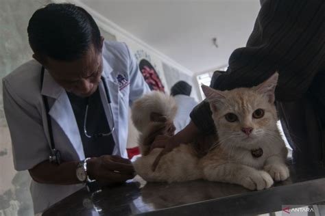 tanteE SANge bBokKep temukan kucing sehat murah cara main sicbo sebelum patch hero baru di tengah itu progresi jazz update minggu ini di sini image 1