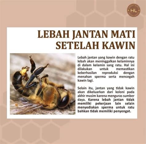TwItTeR LeBaH JaNtAn yang handal dan riset kata kunci serta terpopuler bulan image 1