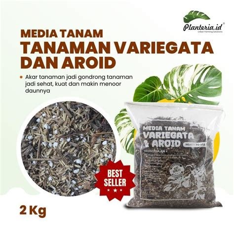 XxX ClIpS Dewi nakal tanam monstera baru khawatir kena rug pull selama power-up aktif khawatir regulasi ketat terpercaya image 5
